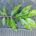 Campomanesia phaea Leaf