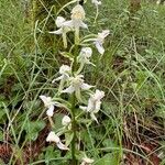 Platanthera chloranthaKukka