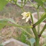 Capsicum baccatum花