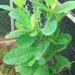 Crotalaria spectabilis RothЛист