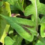 Persicaria chinensis برگ