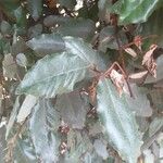 Elaeagnus macrophylla Fulla