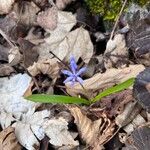 Scilla bifolia Buveinė