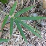 Bambusa vulgaris Лист