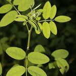 Indigofera trita Blatt
