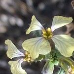 Vella bourgaeana Fiore