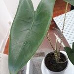 Alocasia zebrina Leaf