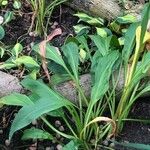 Zantedeschia rehmannii Leaf