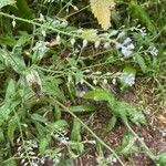 Myosotis arvensis Plante entière