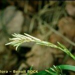 Carex pseudobrizoides Other