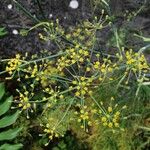 Foeniculum vulgareKvět