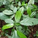 Alchornea laxiflora Leaf