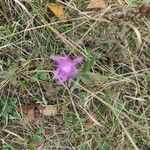 Centaurea jaceaFlor