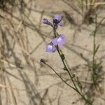 Nuttallanthus floridanusFlower