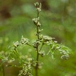 Mimosa bimucronata Flors