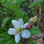 Rubus deliciosus Fiore