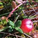 Vaccinium oxycoccos Fruit