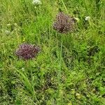 Allium nigrum Habitus