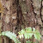 Pinus caribaea Bark