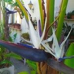 Strelitzia nicolaiBlodyn