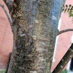 Sorbus aucuparia Bark