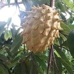 Annona mucosa 果實