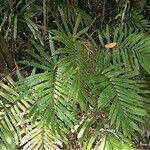 Blechnum chauliodontum Habitatea