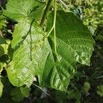 أنواع غير معروفةLeaf