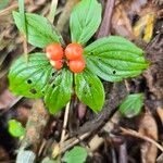 Cornus canadensisPlod