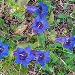 Gentiana alpinaBlüte