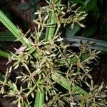 Cyperus costaricensis Otro