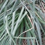 Puya mirabilis Leaf