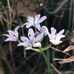 Scilla verna Floare