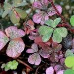 Oxalis corniculata Vekstform