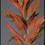 Castilleja linariifolia Virág