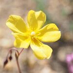 Tuberaria lignosa Blüte