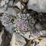 Iberis carnosa Flor