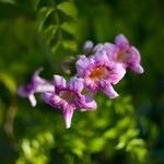 Podranea ricasoliana Flower