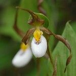 Cypripedium montanum Λουλούδι