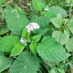 Heliotropium indicum Leaf