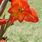 Gladiolus dalenii Blomst