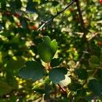 Ribes aureum Leaf