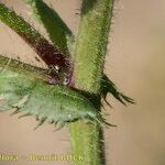 Medicago intertexta Corteza