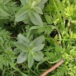 Mentha longifolia Лист