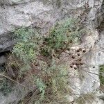 Ruta angustifolia Tabia