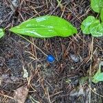 Clintonia borealis Fruit