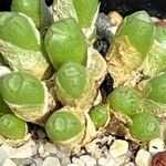 Conophytum loescheanum Habit