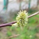 Salix appendiculata 葉