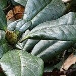 Rhododendron arboreum Blad