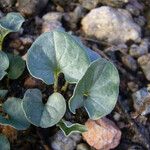 Dichondra sericea 葉